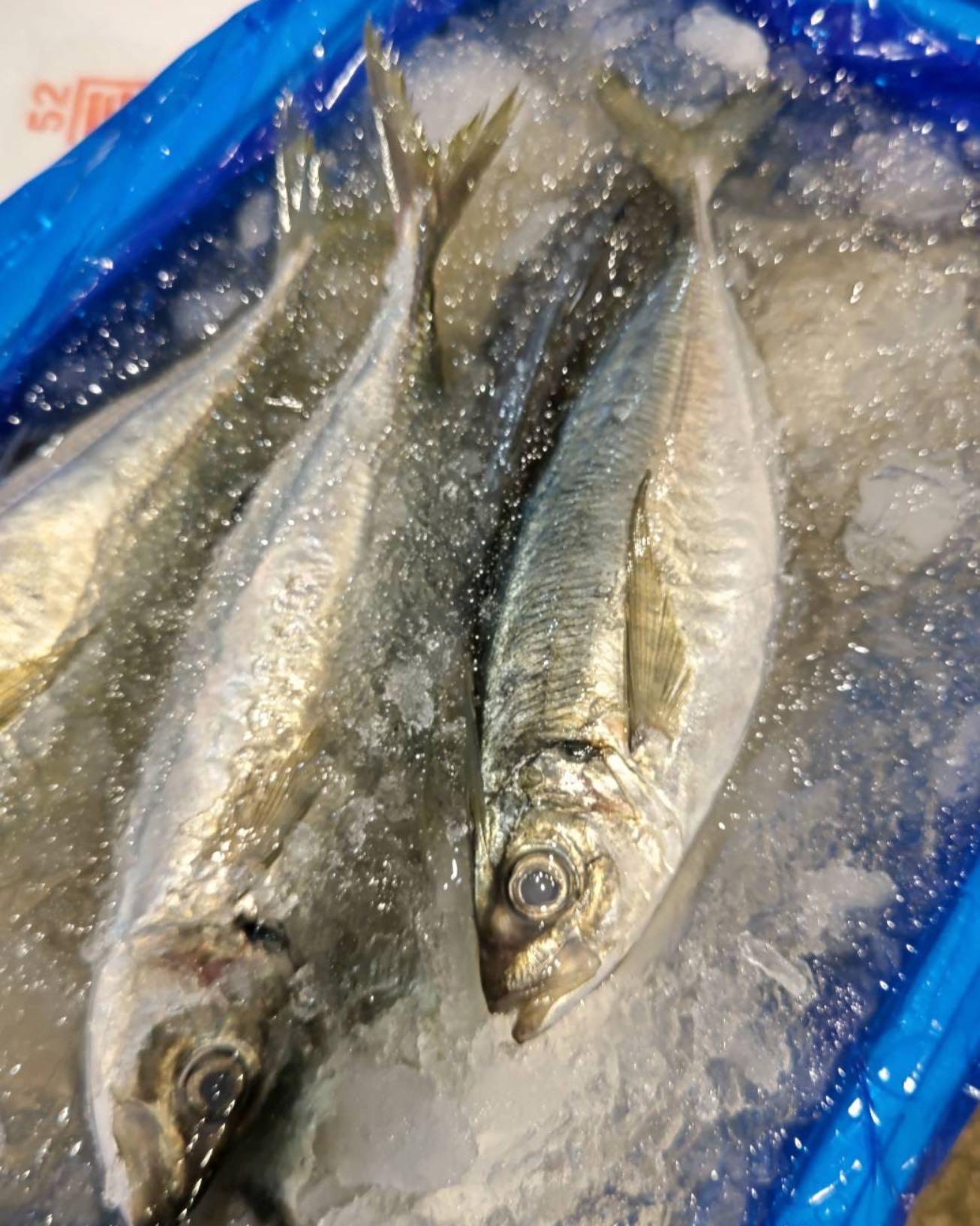 【すすきの×狸小路×海鮮×歓迎会×喫煙可】本日のおすすめ「高知県産アジ」《魚しょう 狸小路店》restaurants/s…