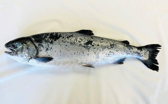 【すすきの×狸小路×喫煙可×海鮮】0時まで営業中です「サクラマス入荷しました!!」《魚しょう 狸小路店》restaura…